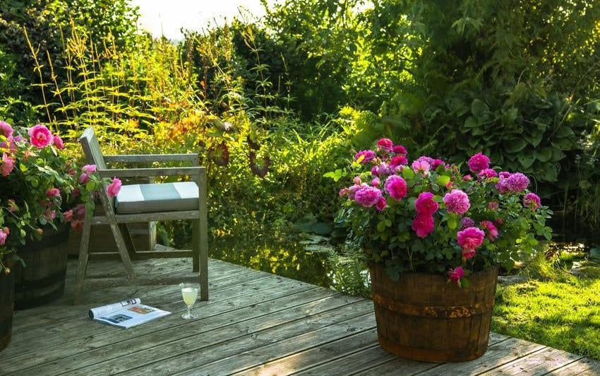 Patio Roses Uk Roses for Pots and Small Spaces | David Austin