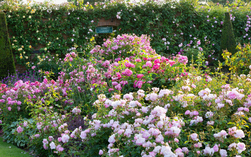 How to Grow Healthy Roses Without Chemical Sprays