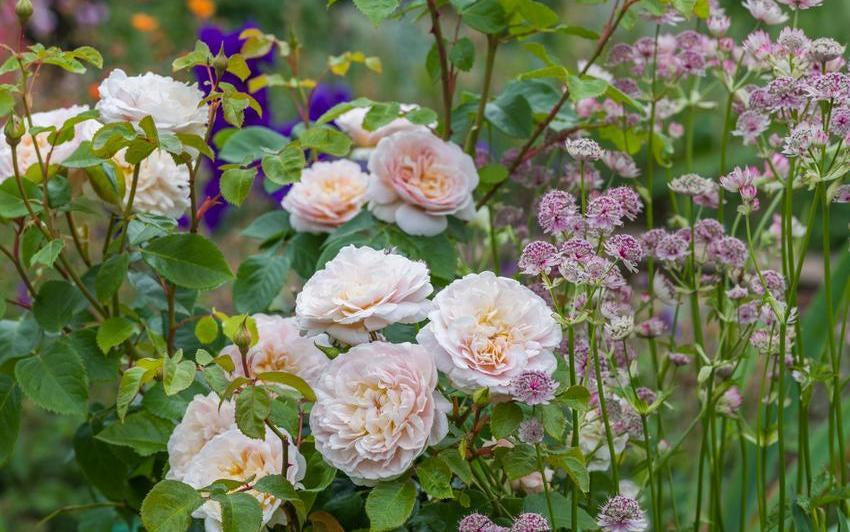 Rosa_Emily_Bronte English rose bred by David Austin