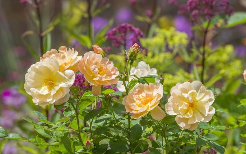 mage of The Lark Ascending, English rose by David Austin Roses.