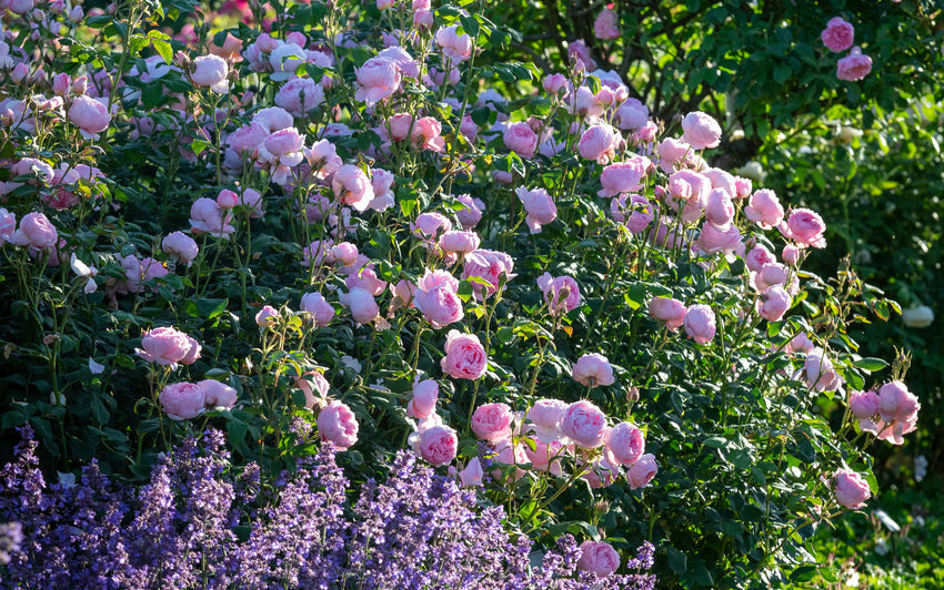 59 Roses Finding the Right Rose: Choosing Roses for Fragrance | David Austin