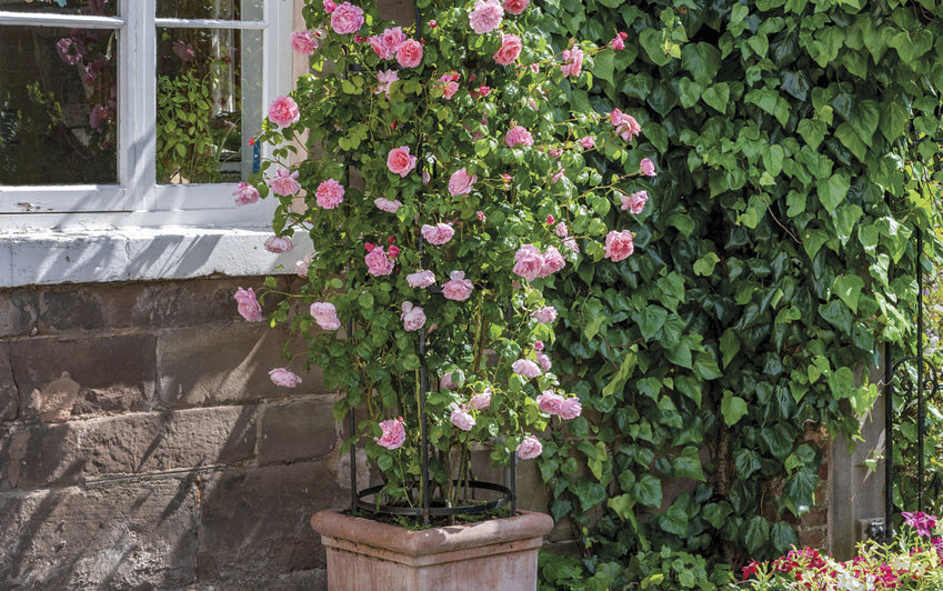 Strawberry Hill rose bred by David Austin in a pot