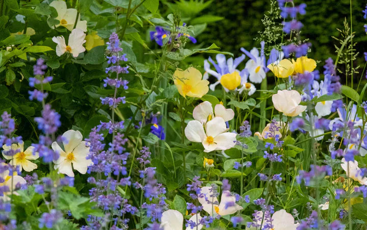 A Year With Roses: Seasonal Goals for Your Garden