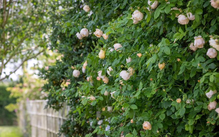 Wollerton_Old_Hall rose bred by David Austin growing up a wall