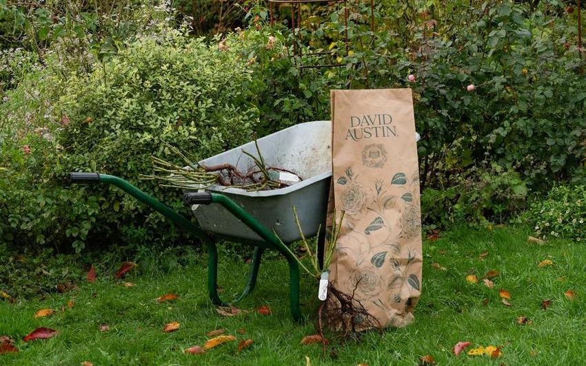 Bare Root or Potted? Why Our Roses Come Two Ways