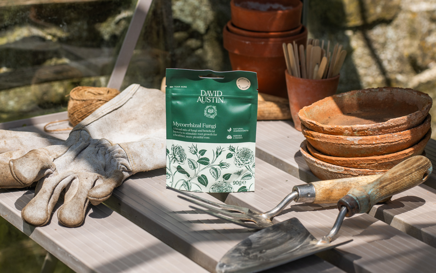 The Hidden World of Mycorrhizal Fungi: Why Your Roses Need Them