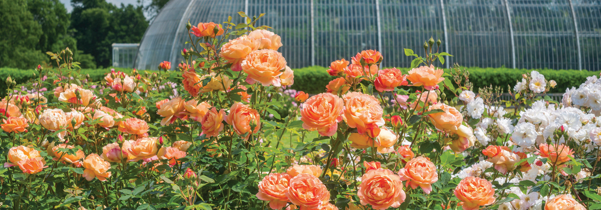 Garden Roses | David Austin Roses