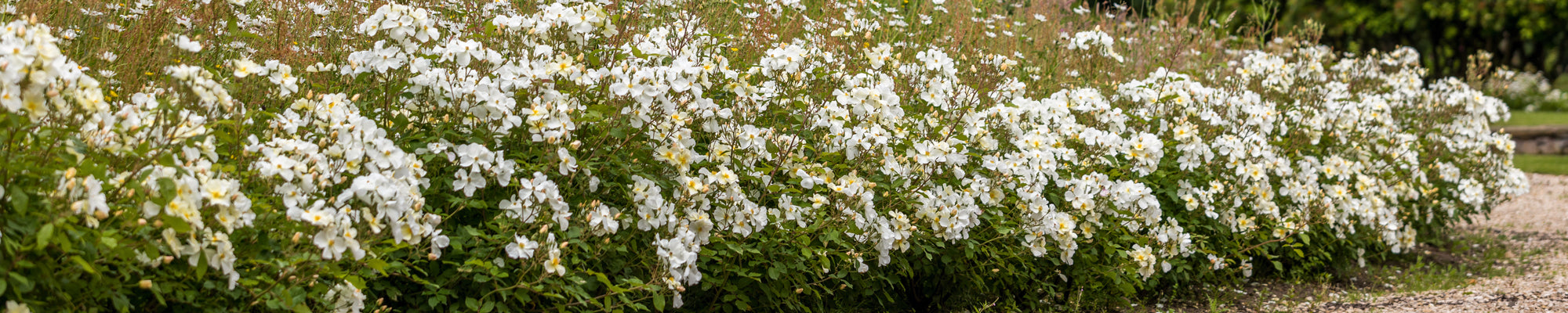 Roses for Growing as Hedges | Hedging Roses | David Austin Roses