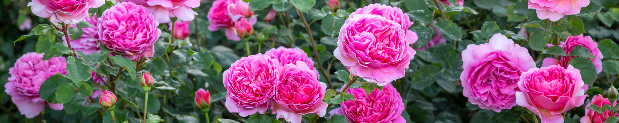 Tervis Roses Tea Roses | David Austin Roses