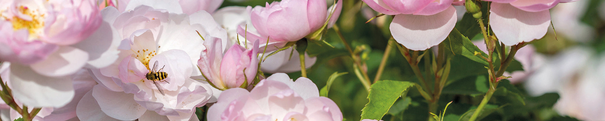 Bee Friendly Roses - David Austin Roses – Page 2
