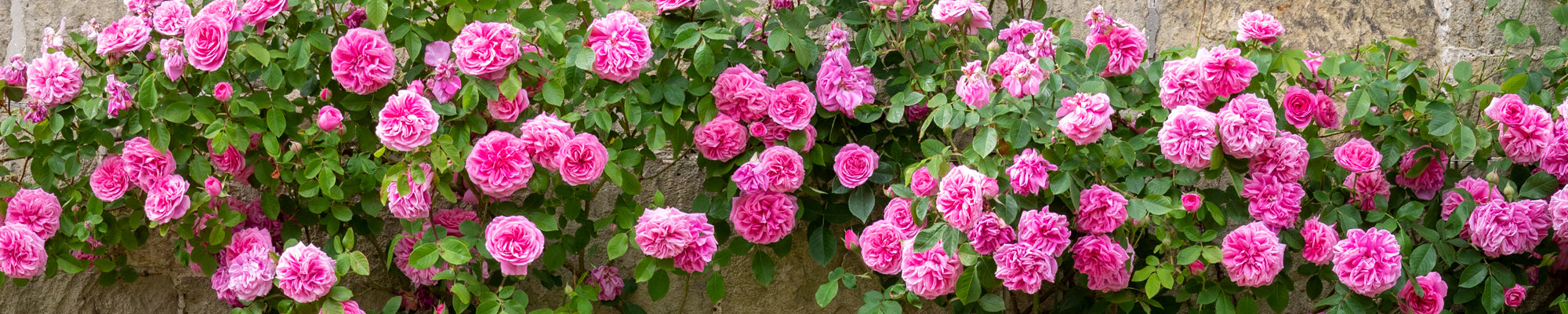 Climbing Roses And Rambling Roses | David Austin Roses