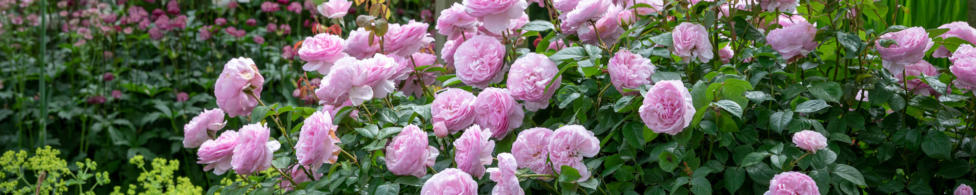 Disease Resistant Roses | Best Roses for Health | David Austin Roses