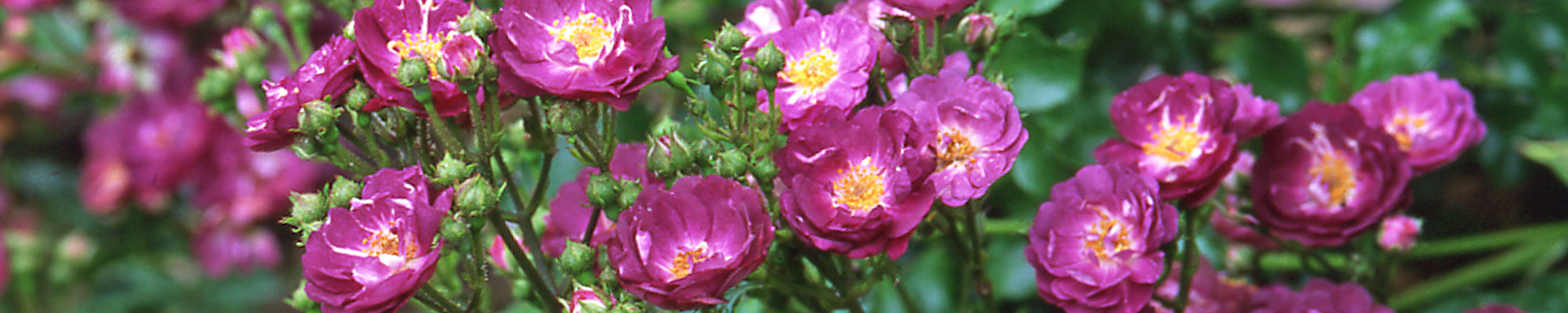 Dwarf Polyantha | Dwarf Polyantha Roses | David Austin Roses