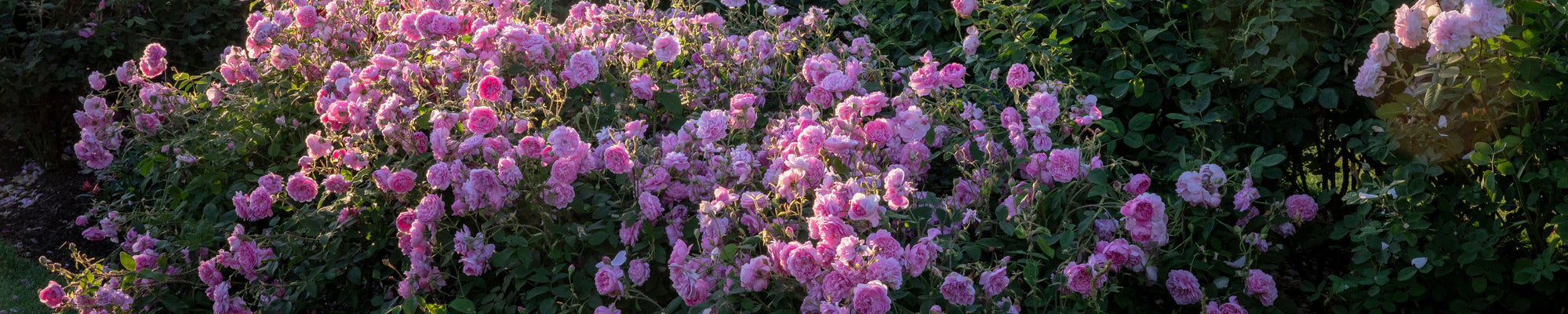Shop all English Roses - English Roses | David Austin Roses – Page 3