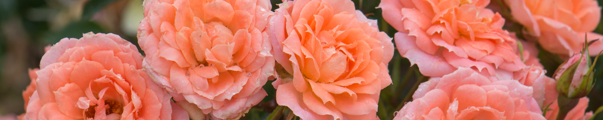 Patio Roses | David Austin Roses