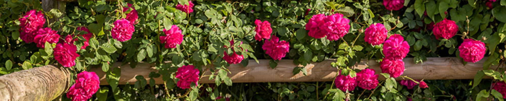 English Red Rose s | David Austin Roses