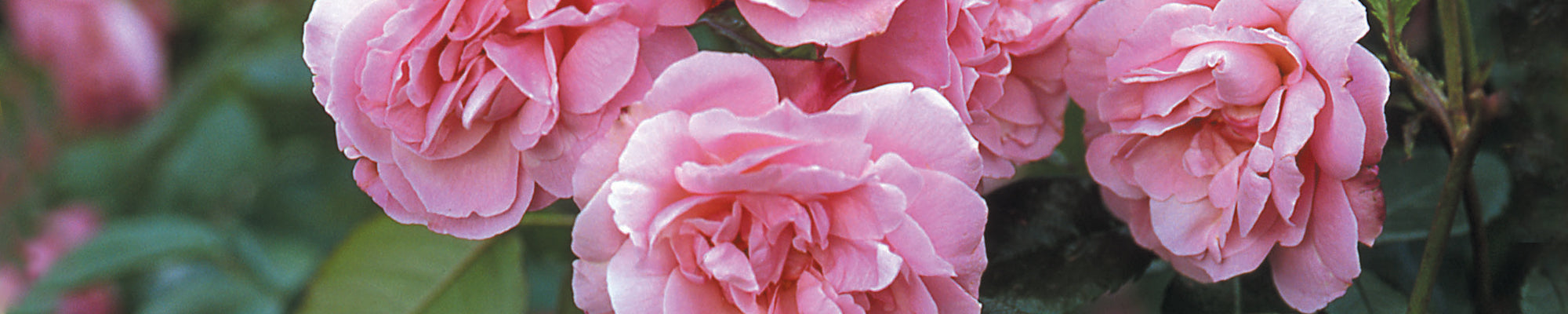 Repeat-Flowering Old Roses - David Austin Roses