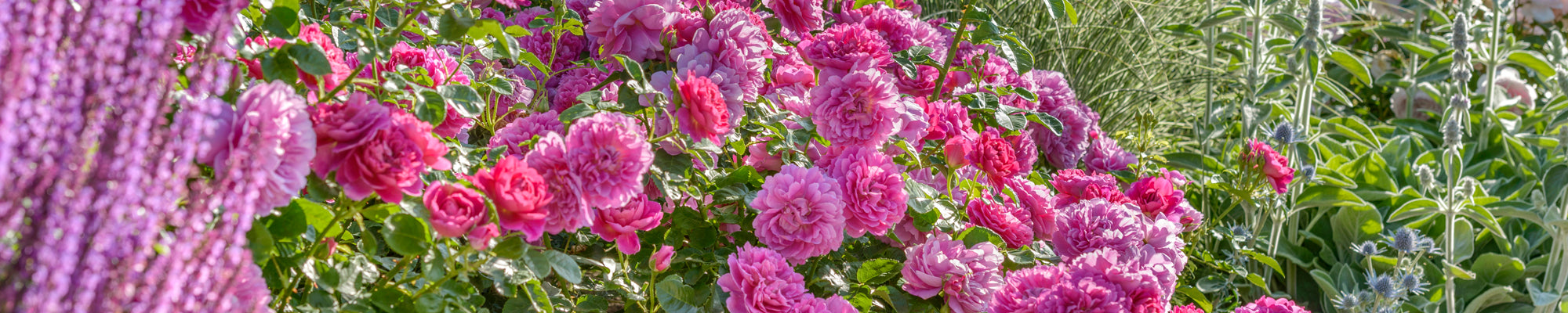 Repeat Flowering Roses | David Austin Roses