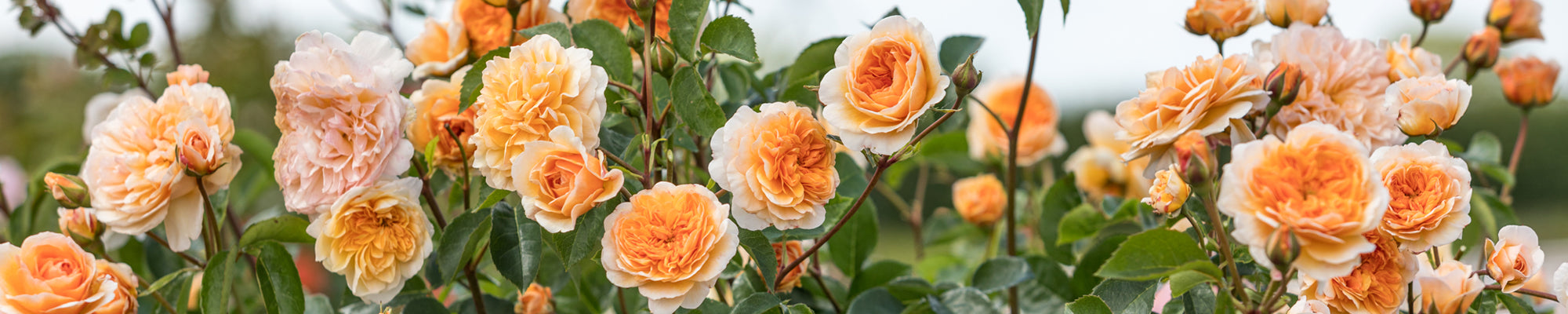 Peach Roses | Apricot, Peach & Yellow | David Austin Roses