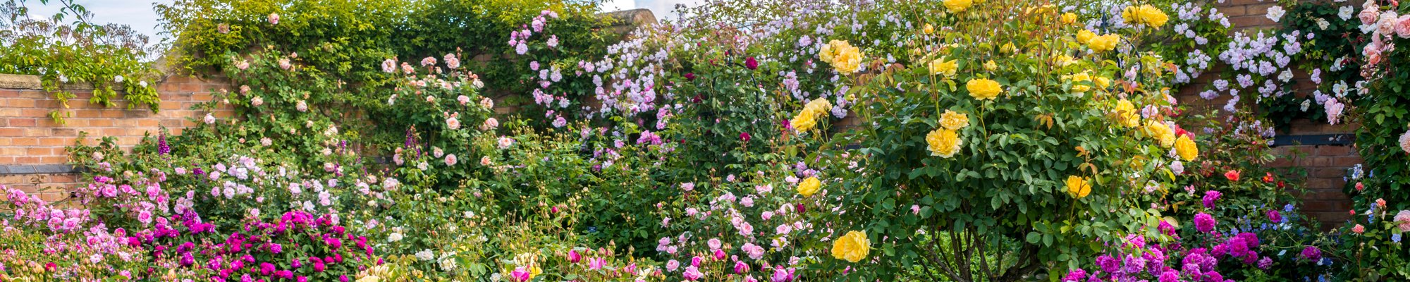 Standard Yellow Rose Tree s | David Austin Roses