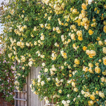 Rambling Roses