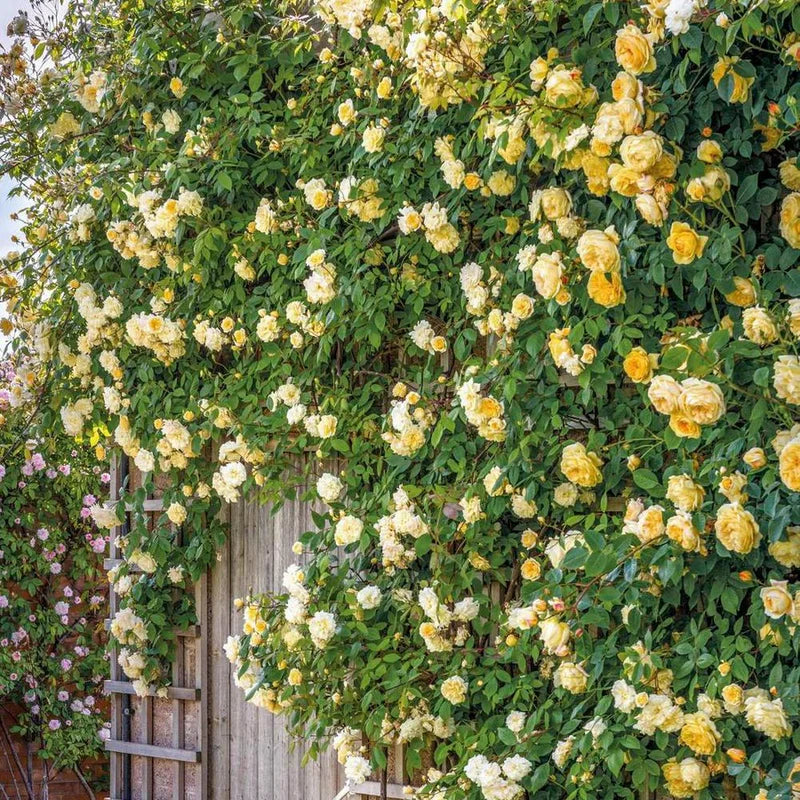 Most Fragrant Climbing Roses UK David Austin Roses Most Fragrant Climbing Roses UK David Austin Roses