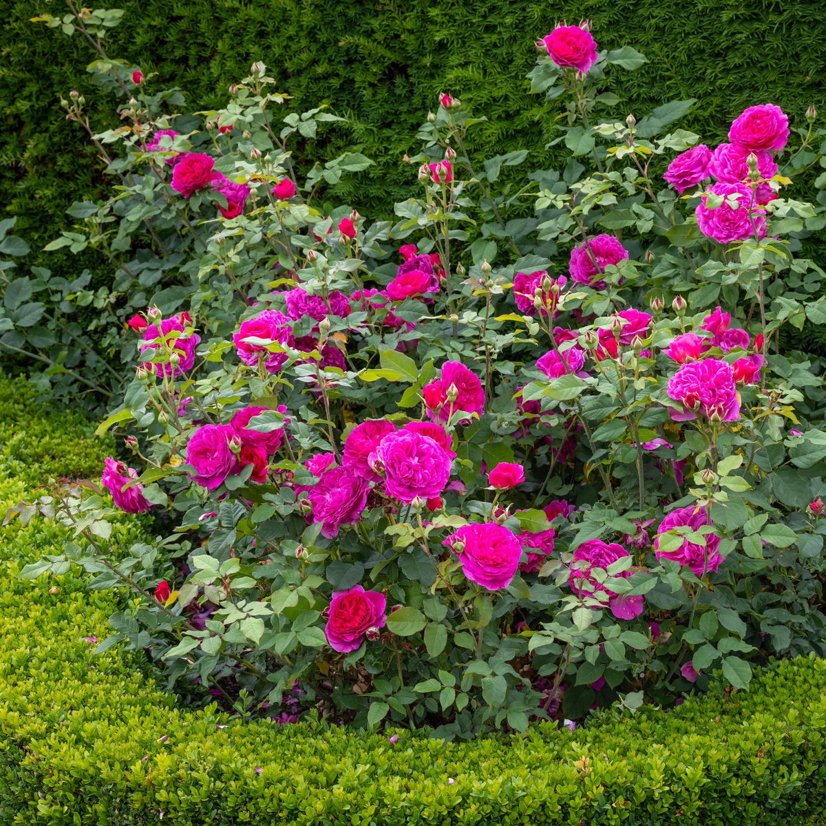 Coel Shrub Roses Gabriel Oak | English Shrub Rose | David Austin Roses