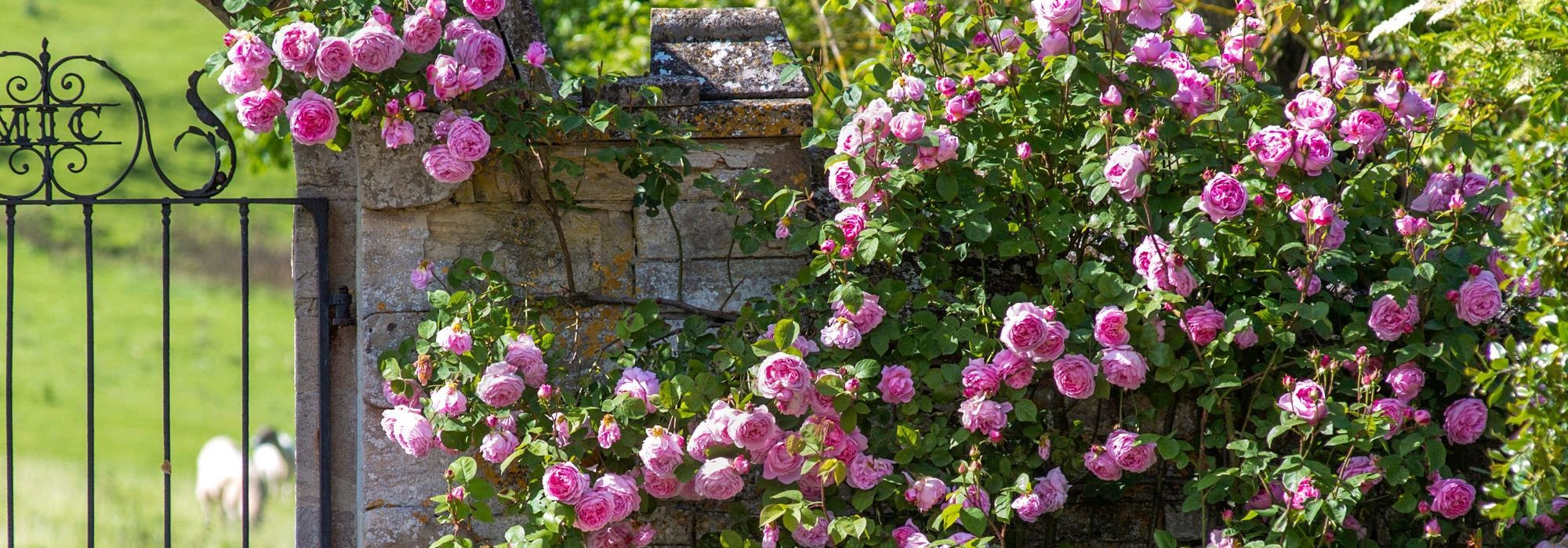 Constance_Spry pink rose bred by David Austin