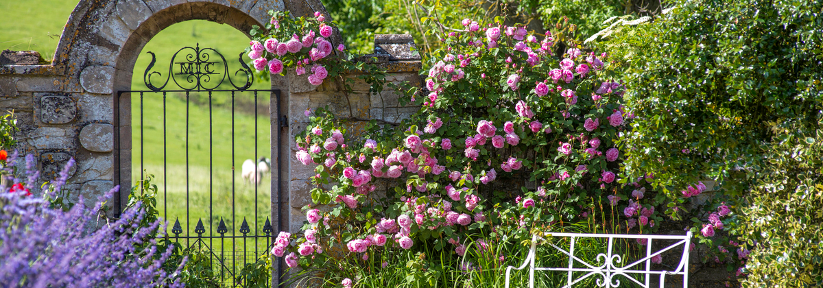 Climbing and Rambling Roses for Covering Walls and Fences | David Austin
