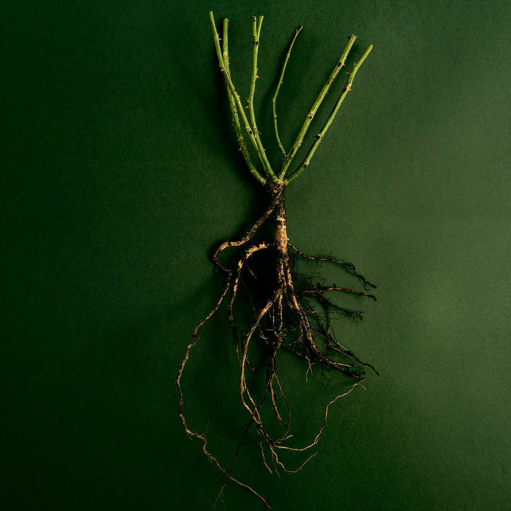 Close up flat lay shot of a bare root rose against a green background