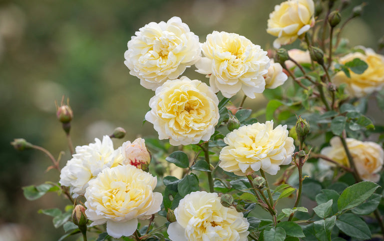 Finding the Right Rose: Choosing the Right Variety | David Austin