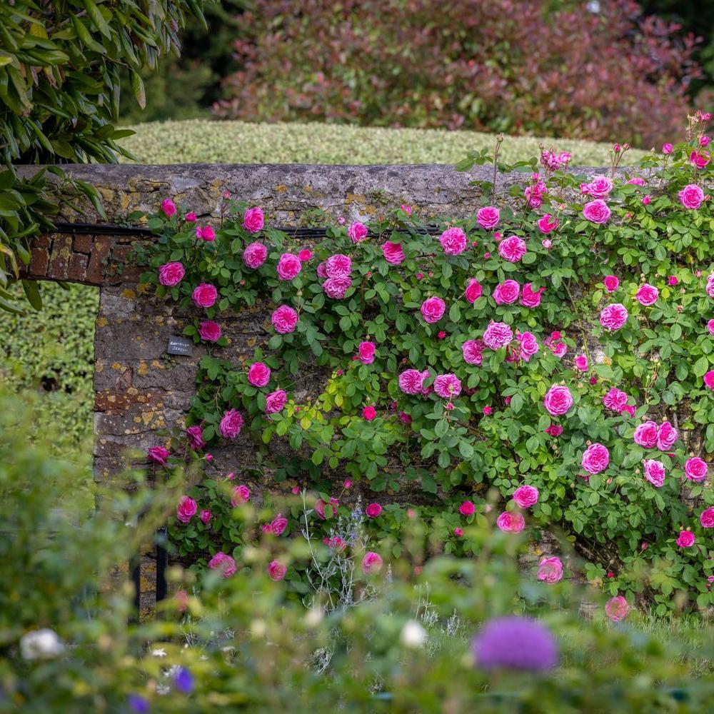 Gertrude Jekyll rose bred by David Austin climbing across a wall