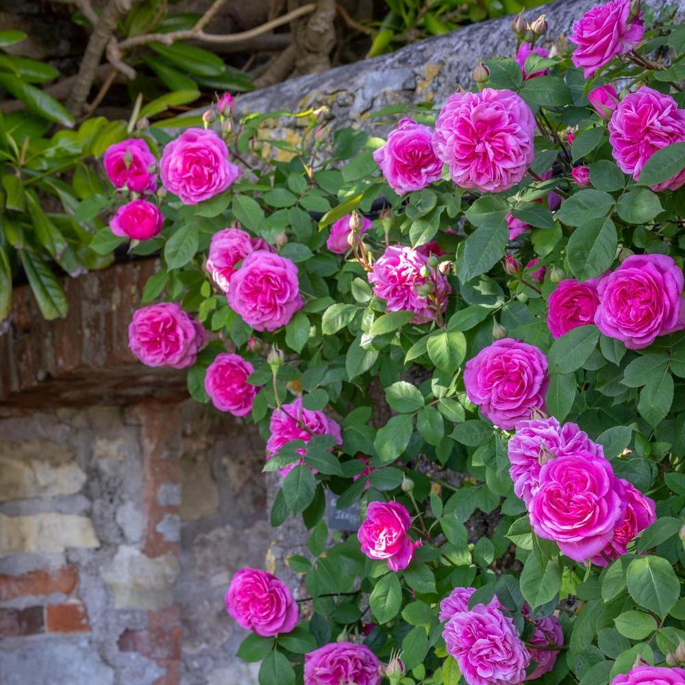 Gertrude Jekyll rose bred by David Austin planted on stone wall