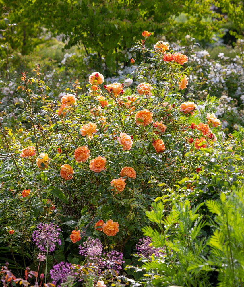 A lush mixed border garden scene featuring a dense cluster of Lady of Shalott apricot orange roses in full bloom, bathing in sunlight. They are surrounded by green foliage, purple allium flowers, and a soft-focus background of more plants.