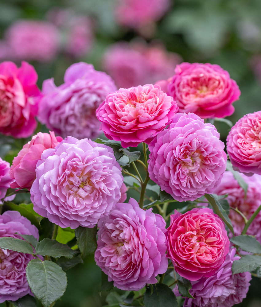 Englsih Roses English Roses from David Austin Roses | Bare Root & Potted Plants
