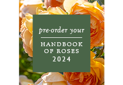 David Austin Roses - 2024 Handbook of Roses Cover