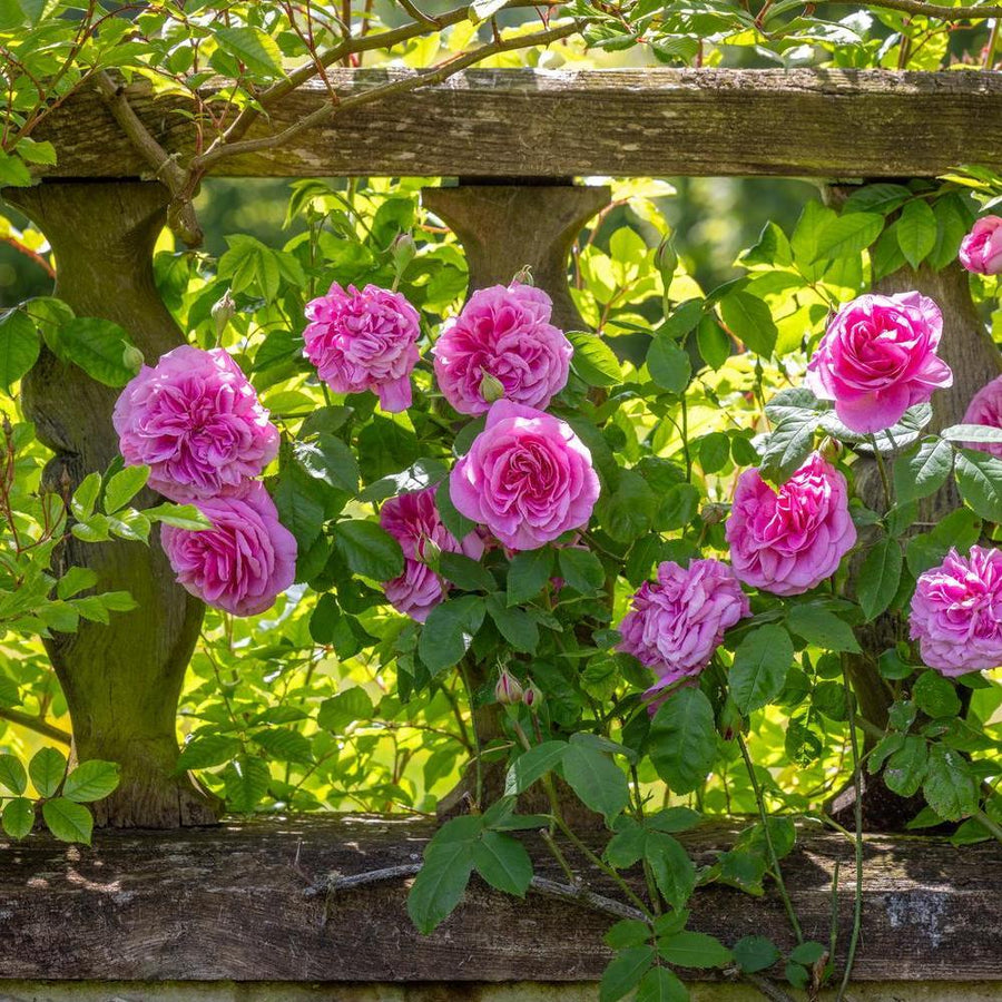 A Guide to Growing Climbing and Rambling Roses in Pots | David Austin