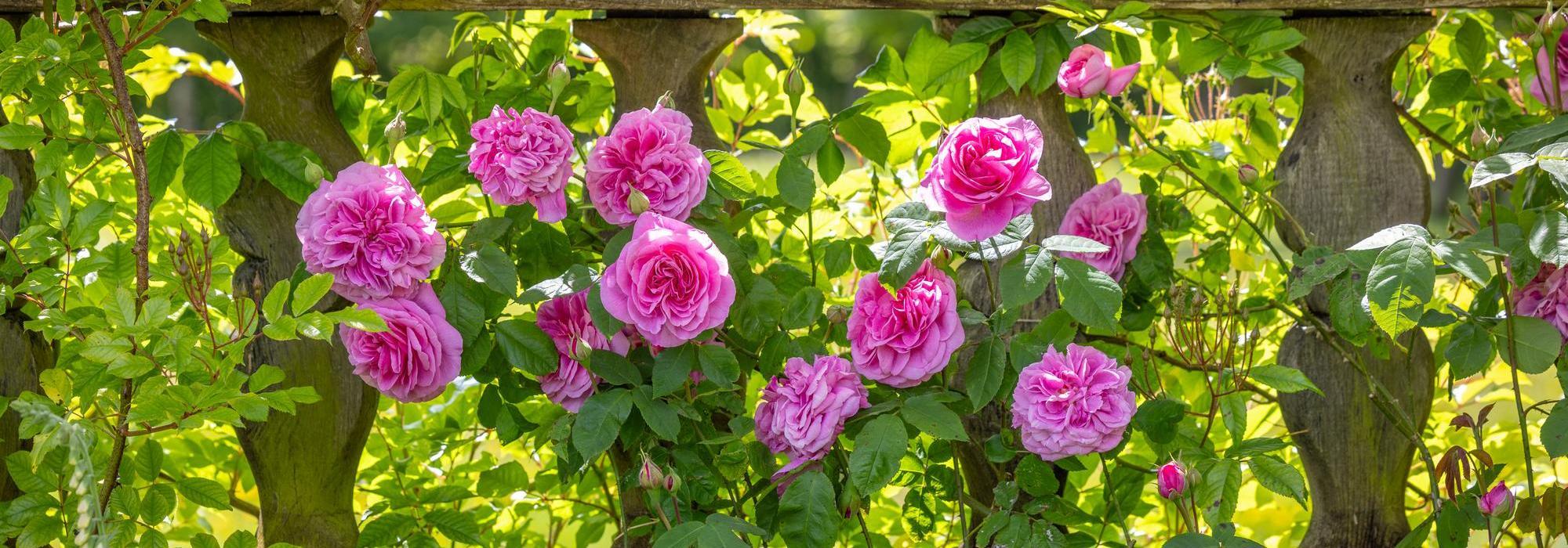 The Fragrance of the World's Favourite Rose | David Austin