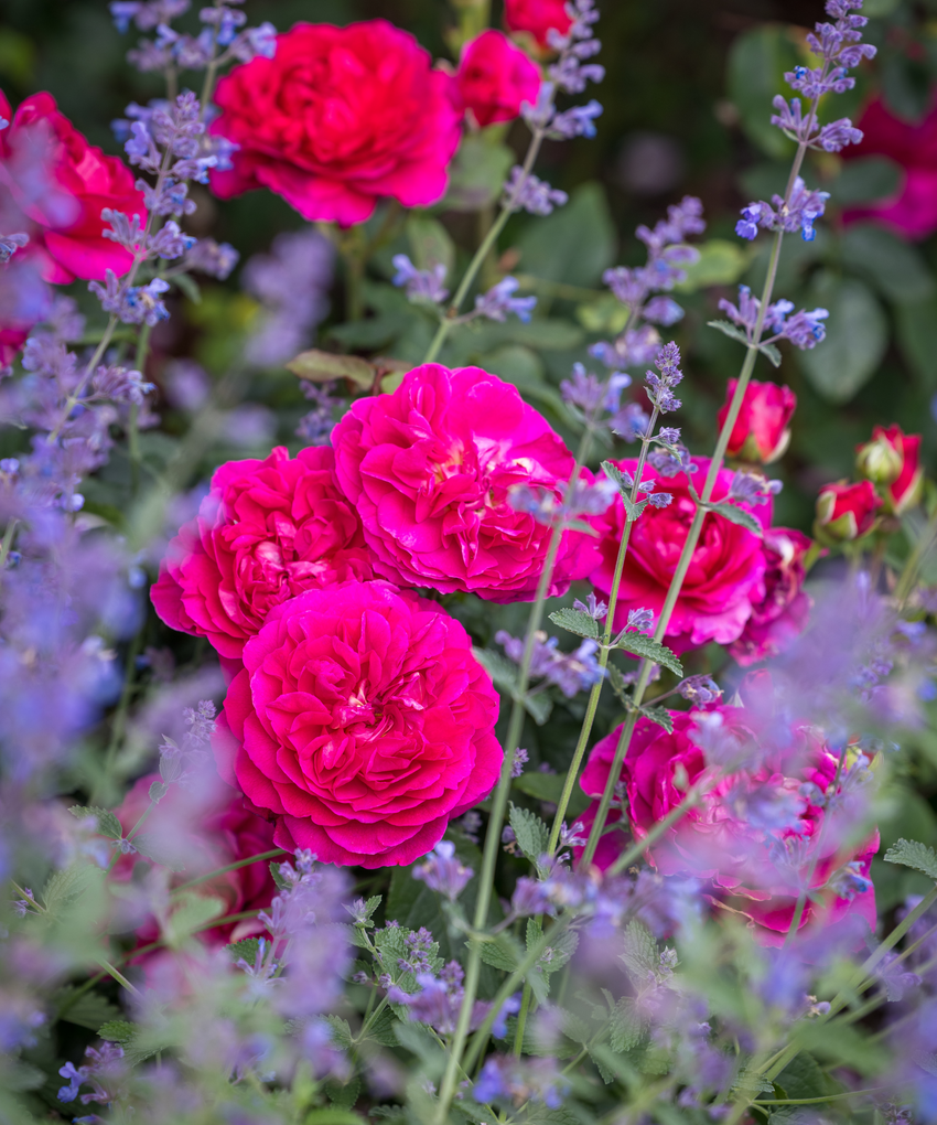 English Roses from David Austin Roses | Bare Root & Potted Plants