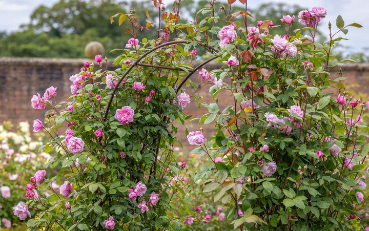 How to Train and Tie-In Roses | David Austin