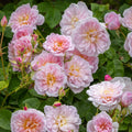 Elizabeth®