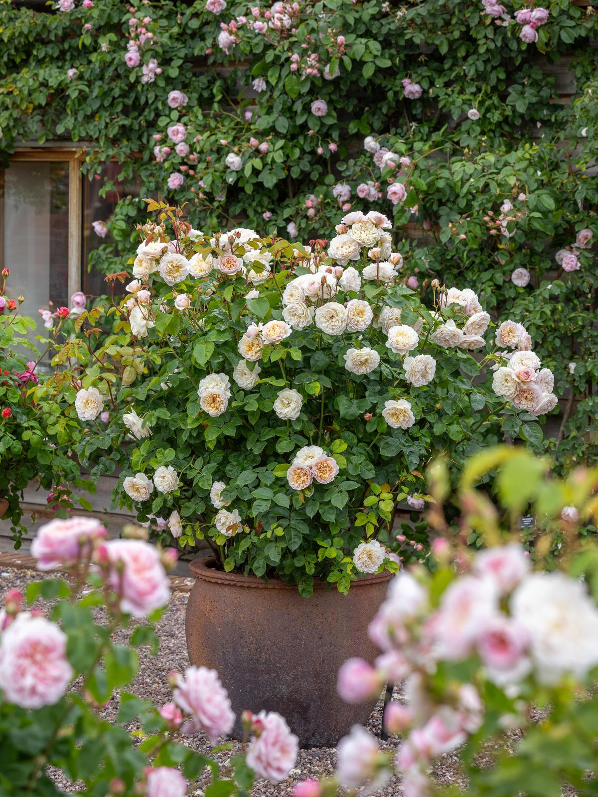 Captivating Containers: Growing roses in pots