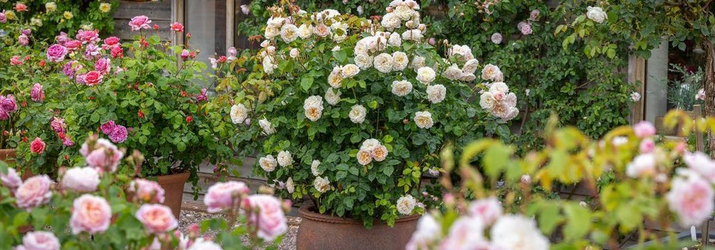 Captivating Containers: Growing roses in pots