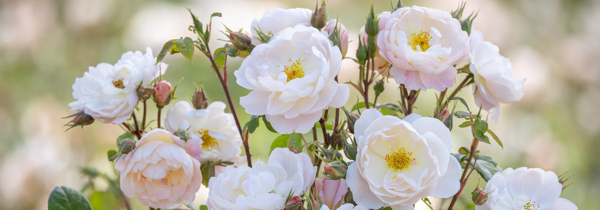 Sir David Beckham white rose bred by David Austin