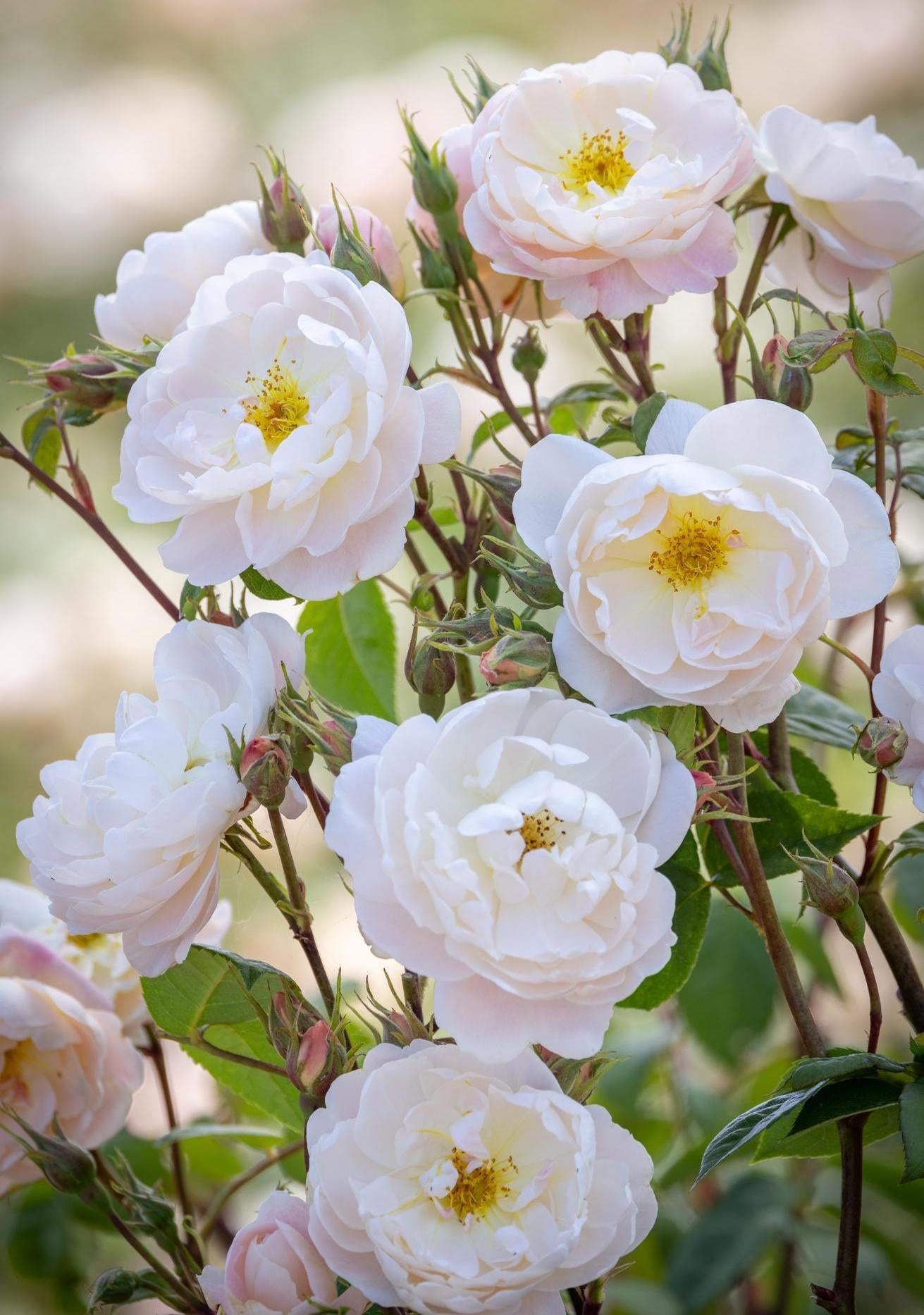 Sir David Beckham white rose bred by David Austin