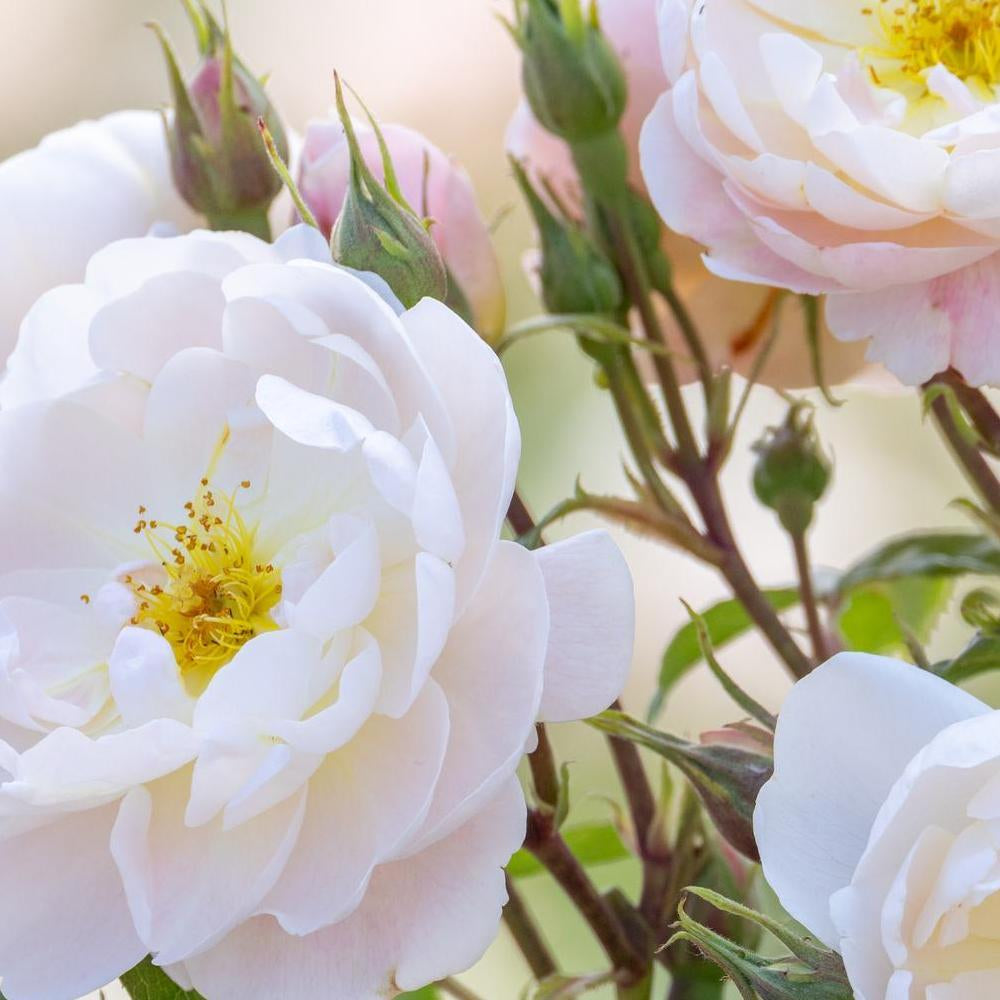 Sir David Beckham white English rose