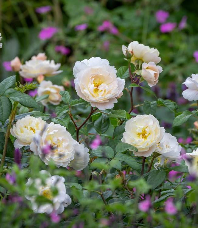 Sir David Beckham white English rose