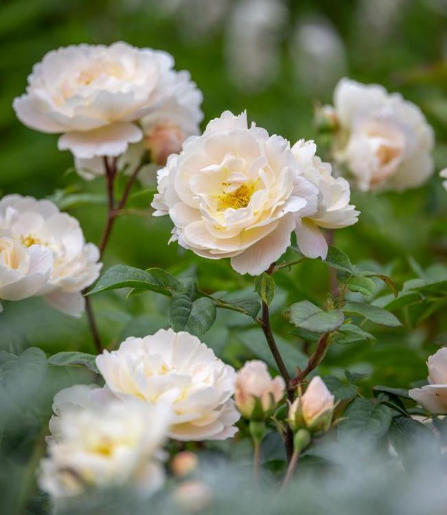 Sir David Beckham white English rose