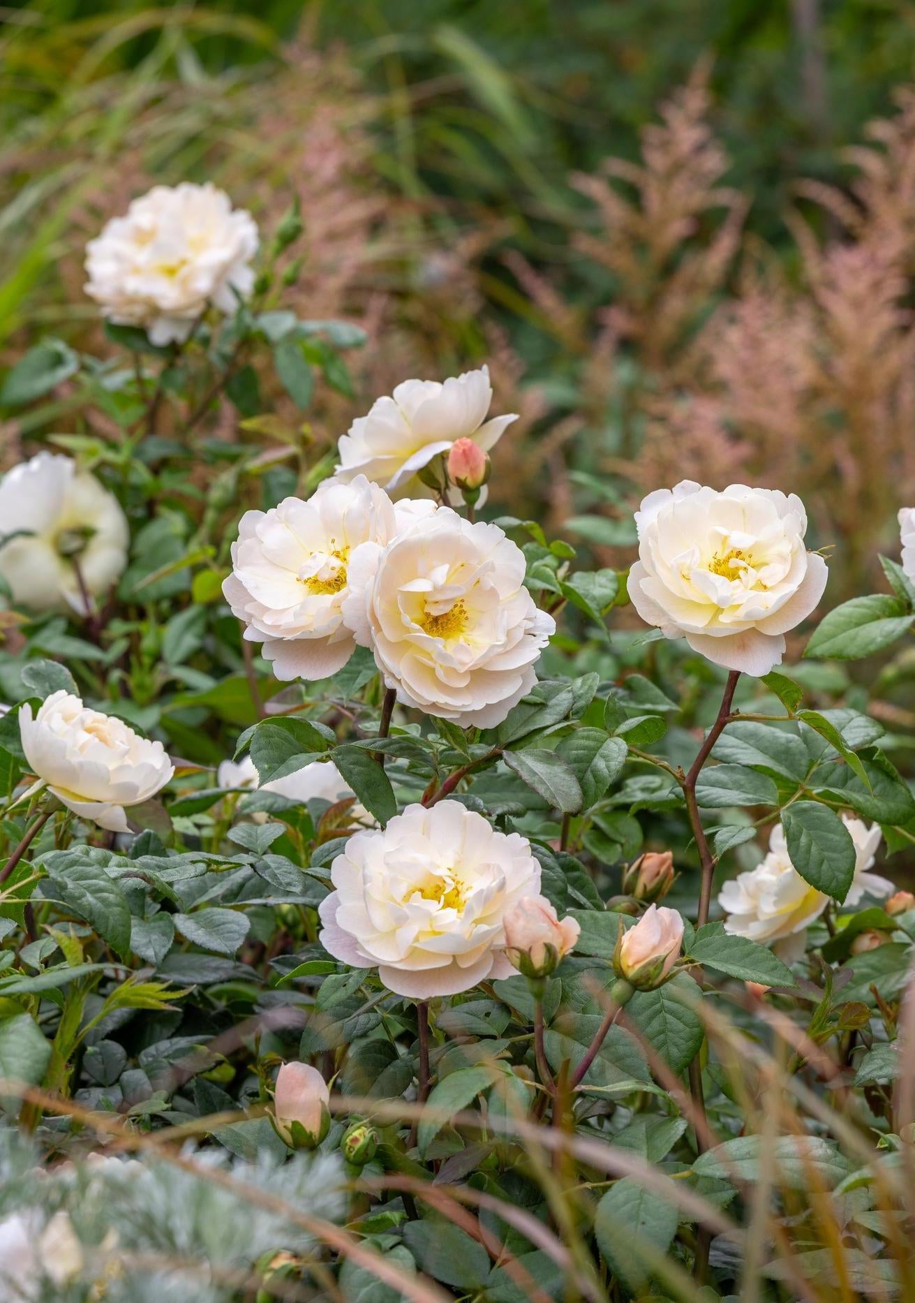 Sir David Beckham white rose bred by David Austin