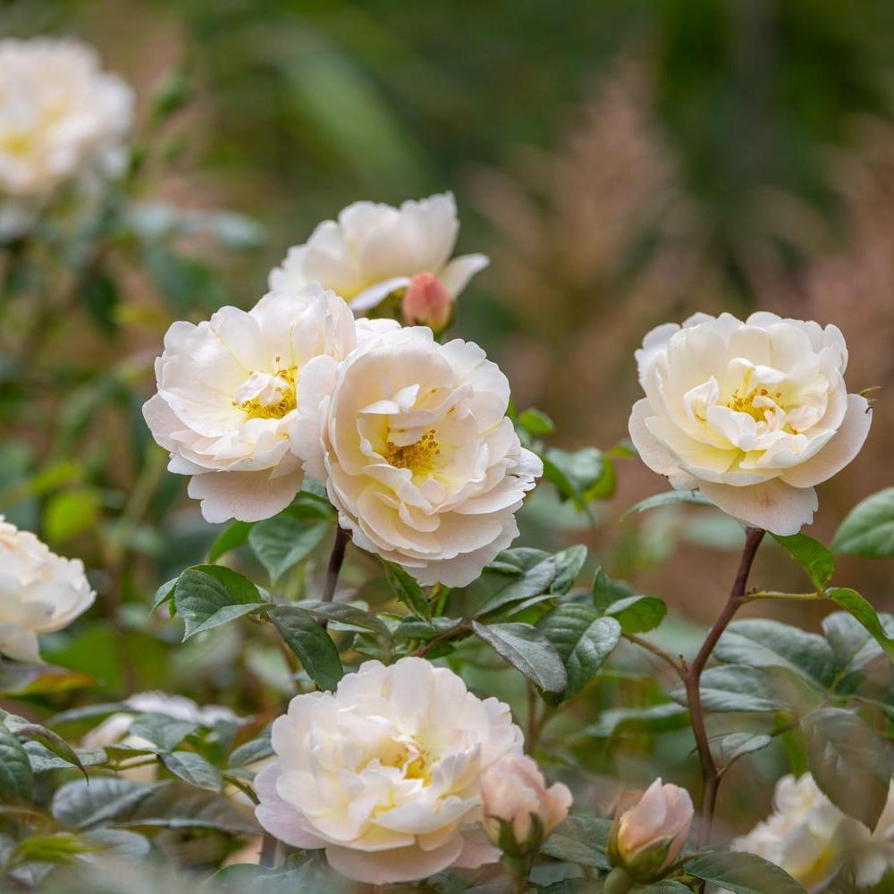 Sir David Beckham white English rose